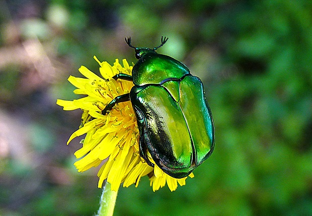 zlatoň obyčajný Cetonia aurata