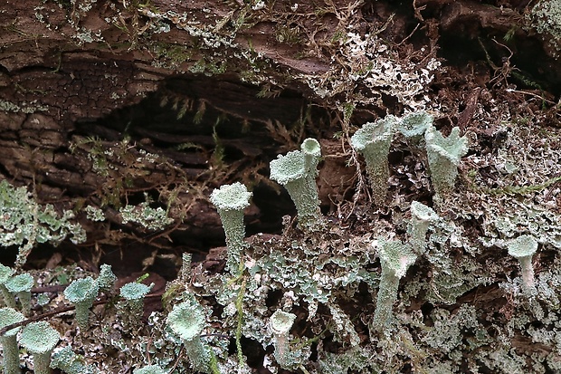 dutohlávka riasnatá Cladonia fimbriata (L.) Fr.