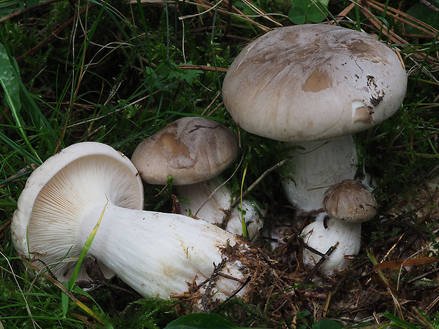 strmuľka inovaťová Clitocybe nebularis (Batsch) P. Kumm.