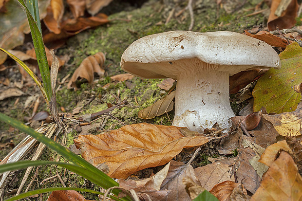 strmuľka statná Clitocybe robusta Peck