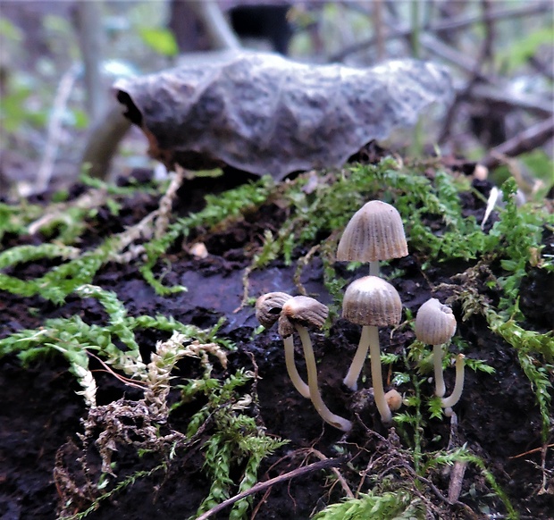 hnojník Coprinus sp.