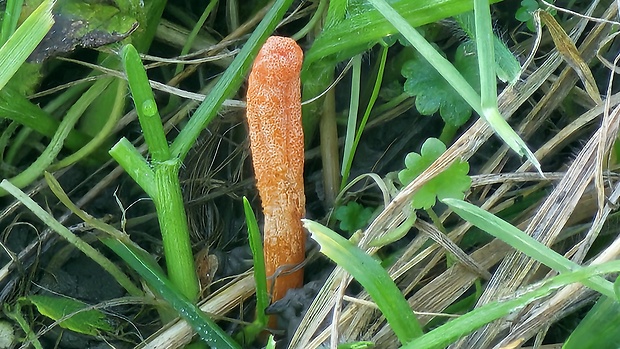 žezlovka hmyzová Cordyceps militaris (Fr.) Link