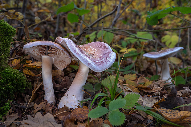 pavučinovec mohutný Cortinarius praestans (Cordier) Gillet