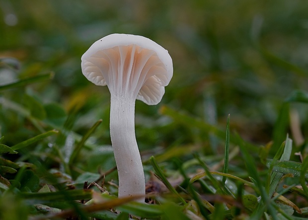 lúčnica snehobiela Cuphophyllus virgineus (Wulfen) Kovalenko