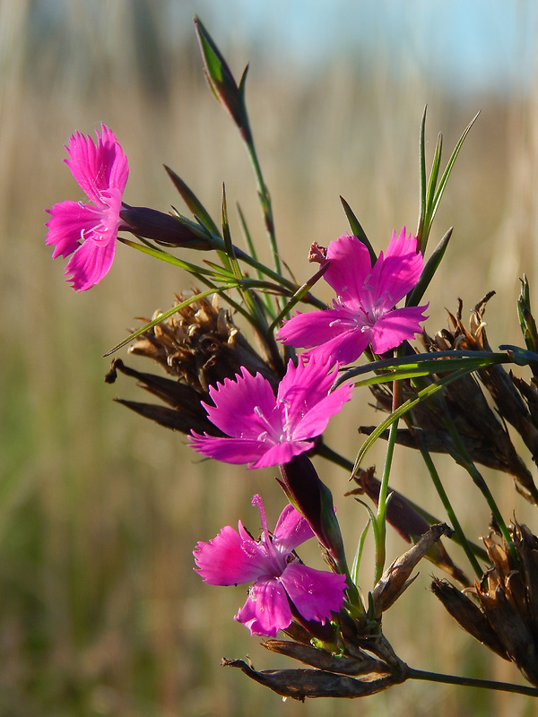 klinček kartuziánsky Dianthus carthusianorum L.