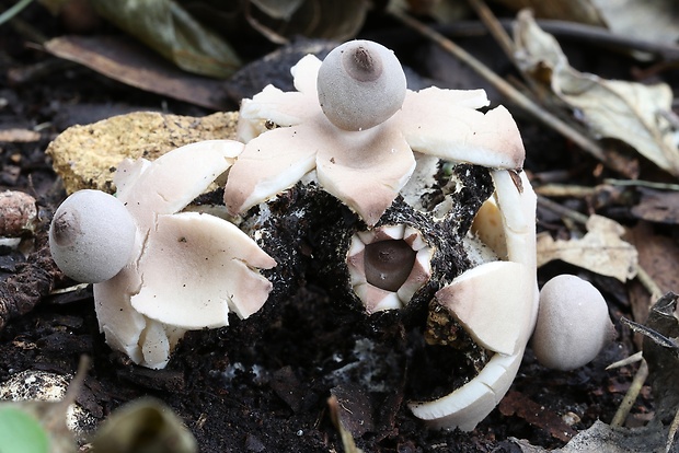 hviezdovka Geastrum britannicum J.C. Zamora