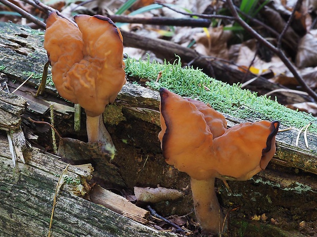 ušiak mitrovitý Gyromitra infula (Schaeff.) Quél.