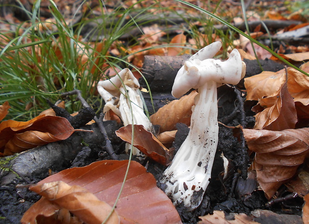 chriapač kučeravý Helvella crispa (Scop.) Fr.