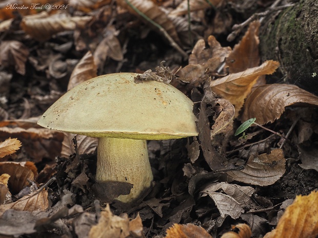 hríb plavý Hemileccinum impolitum (Fr.) Šutara