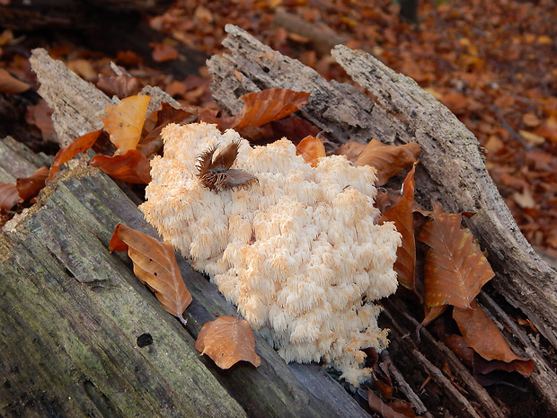 koralovec bukový Hericium coralloides (Scop.) Pers.