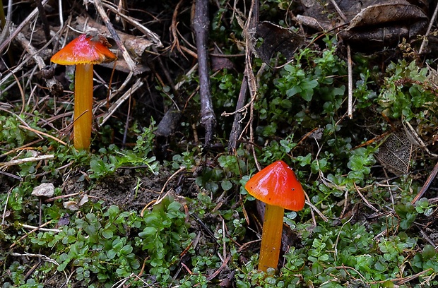 lúčnica kužeľovitá Hygrocybe conica (Schaeff.) P. Kumm.