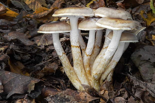 šťavnačka Persoonova Hygrophorus persoonii Arnolds