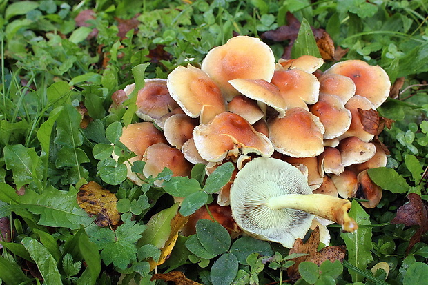 strapcovka Hypholoma sp.