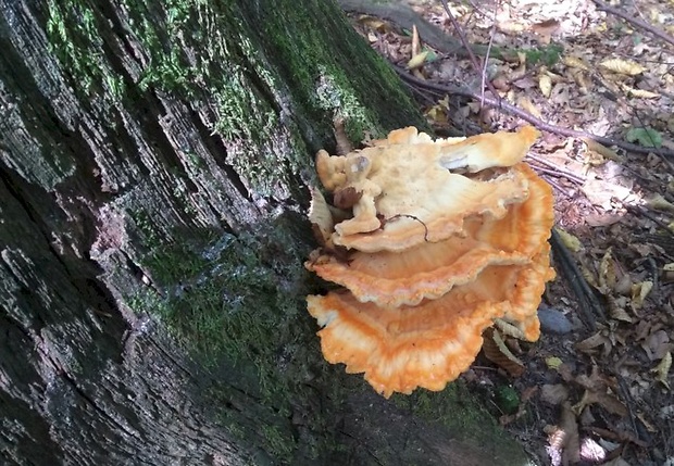 sírovec obyčajný Laetiporus sulphureus (Bull.) Murrill