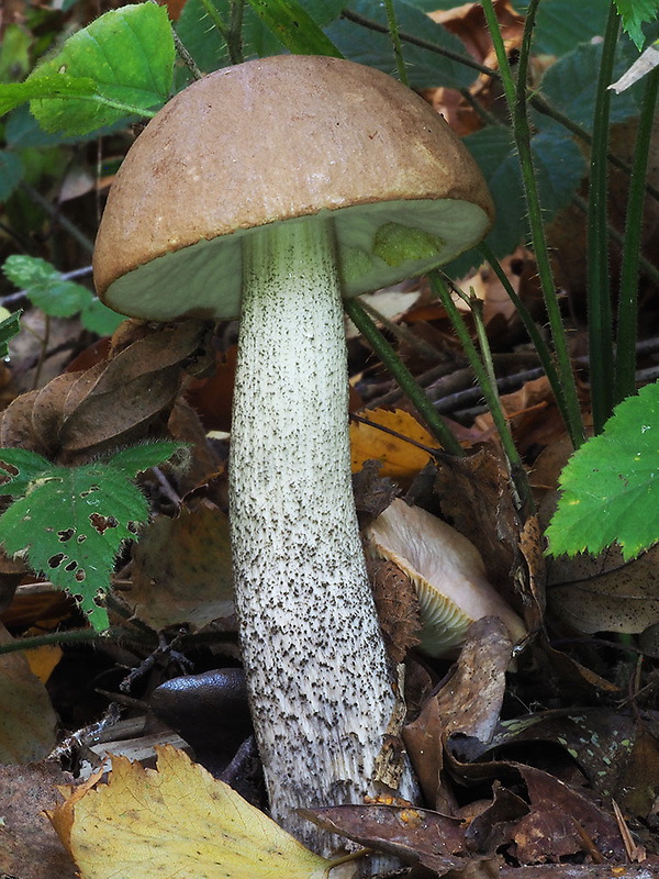 kozák brezový Leccinum scabrum (Bull.) Gray