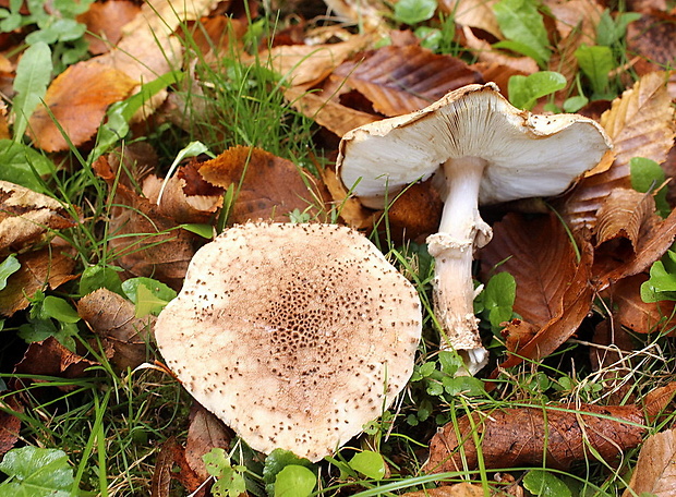 bedlička Lepiota sp.