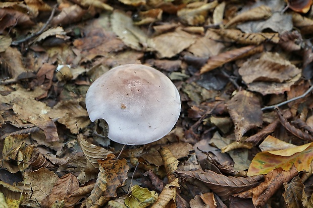 pôvabnica fialová Lepista nuda (Bull.) Cooke