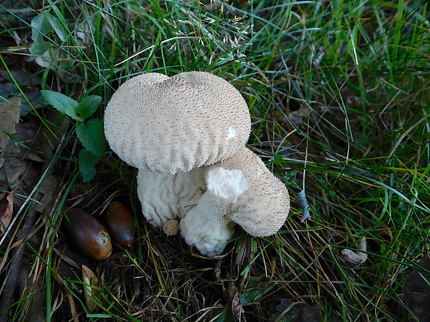 prášnica bradavičnatá Lycoperdon perlatum Pers.