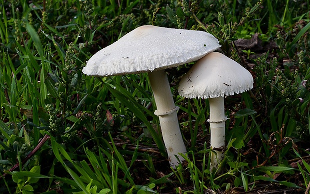 bedľa čipkovaná Macrolepiota excoriata (Schaeff.) Wasser