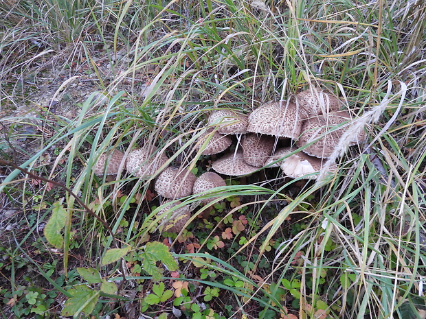 bedľa vysoká Macrolepiota procera (Scop.) Singer