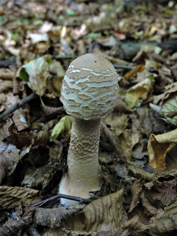 bedľa vysoká Macrolepiota procera (Scop.) Singer