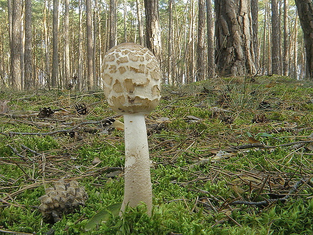 bedľa vysoká Macrolepiota procera (Scop.) Singer