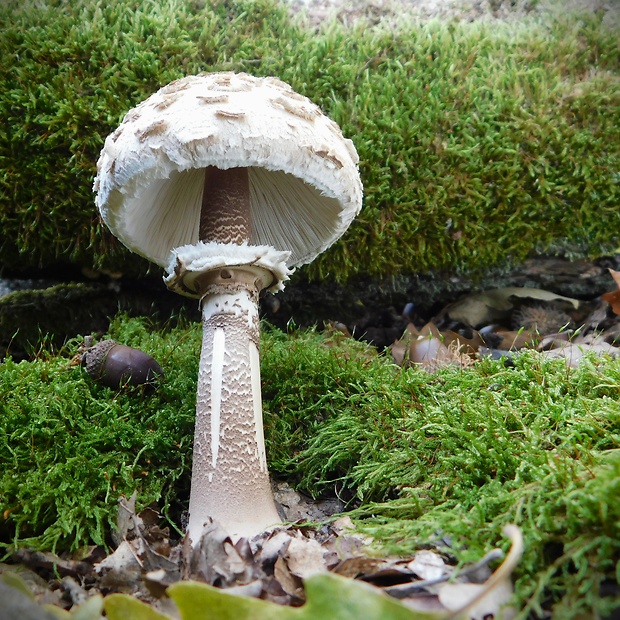 bedľa Macrolepiota sp.