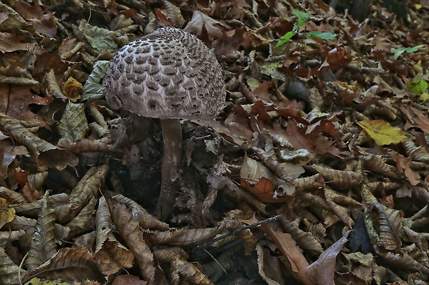 bedľa Macrolepiota sp.