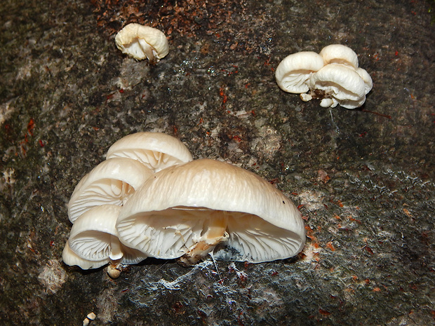 sliznačka obyčajná Mucidula mucida (Schrad.) Pat.