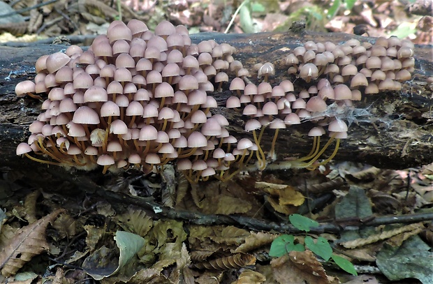 prilbička žltohlúbiková Mycena renati Quél.