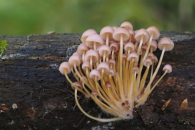 prilbička žltohlúbiková Mycena renati Quél.