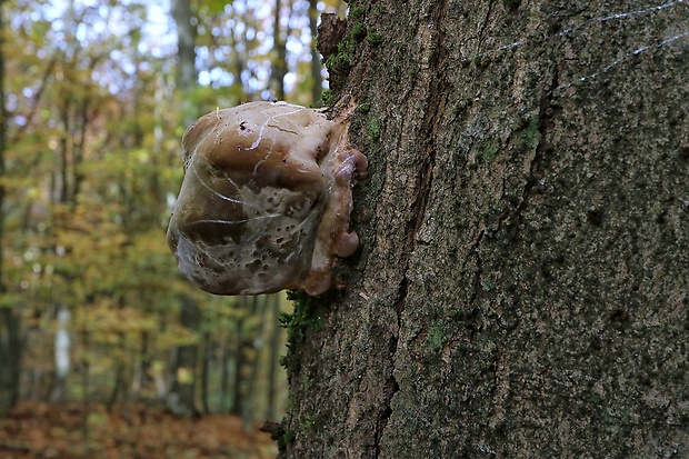 ohňovec Phellinus sp.