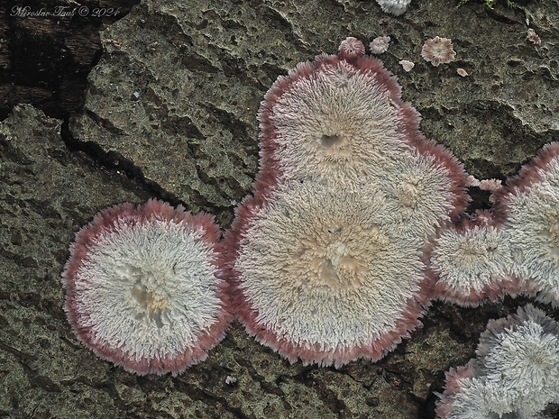 žilnačka pralesná Phlebia centrifuga P. Karst.