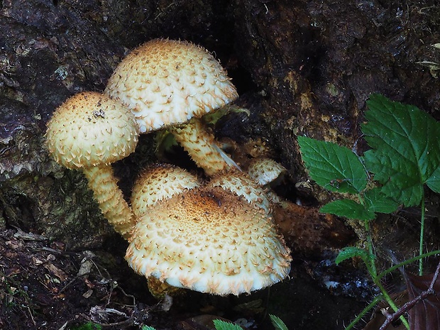 šupinovka šupinatá Pholiota squarrosa (Vahl) P. Kumm.