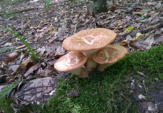 trúdnik hľuzovitý Polyporus tuberaster (Jacq. ex Pers.) Fr.