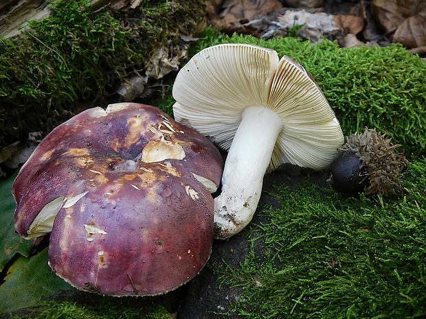 plávka tmavopurpurová Russula atropurpurea (Krombh.) Britzelm.