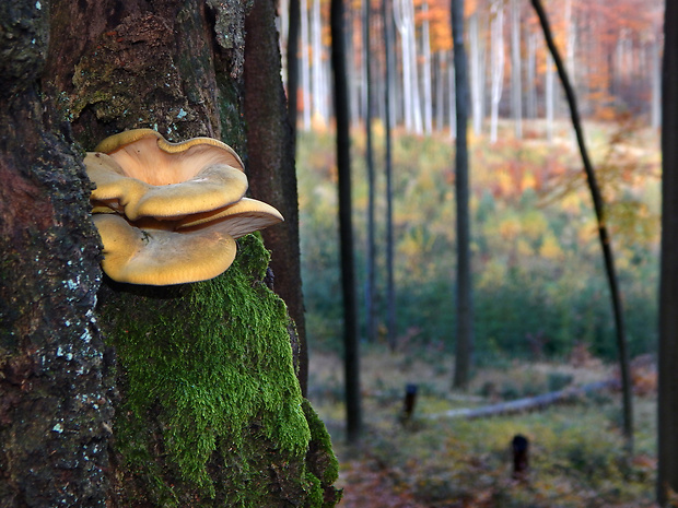 pňovka neskorá Sarcomyxa serotina (Pers.) P. Karst.