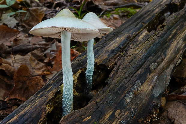 golierovka zelenomodrá Stropharia caerulea Kreisel