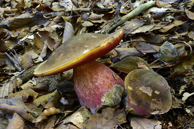 hríb zrnitohlúbikový Sutorius luridiformis (Rostk.) G. Wu & Zhu L. Yang