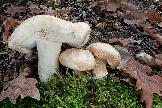 čírovka horká Tricholoma acerbum (Bull.) Vent.