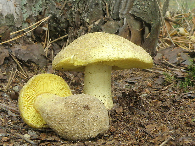 čírovka zelenkastá Tricholoma equestre (L.) P. Kumm.