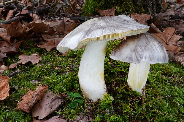 čírovka sivá Tricholoma portentosum (Fr.) Quél.