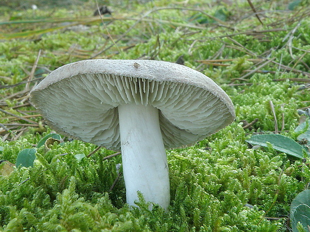 čírovka zemná Tricholoma terreum (Schaeff.) P. Kumm.