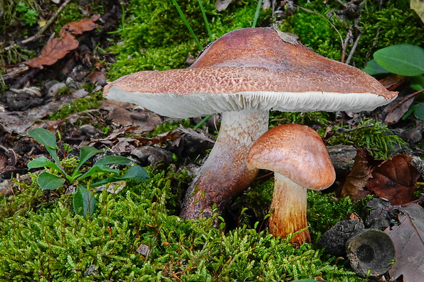 čírovka slizká Tricholoma ustaloides Romagn.