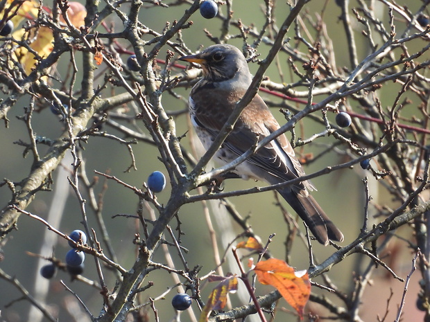 drozd čvíkotavý Turdus pilaris