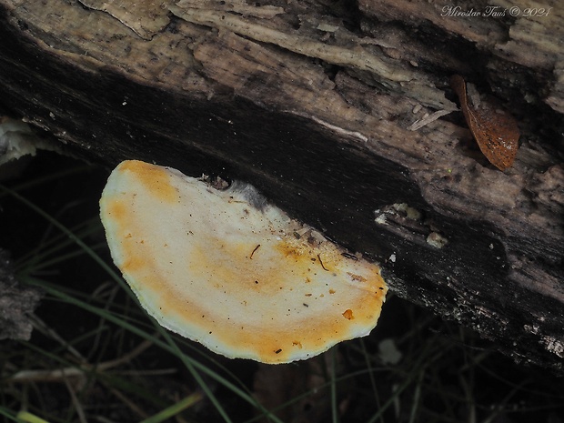 tvarohovec Tyromyces sp.