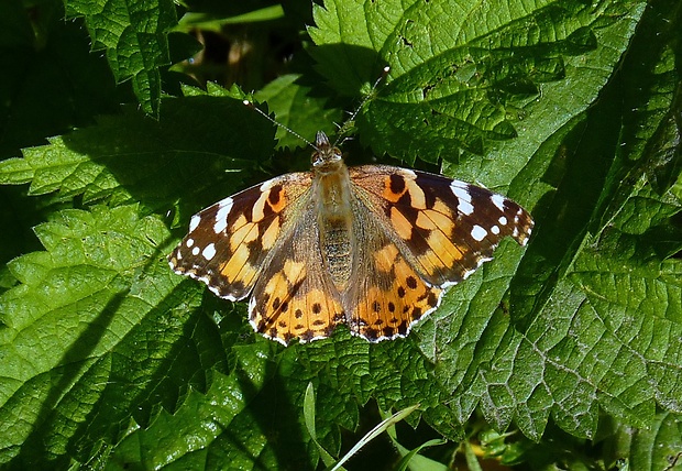 babôčka bodliaková Vanessa cardui