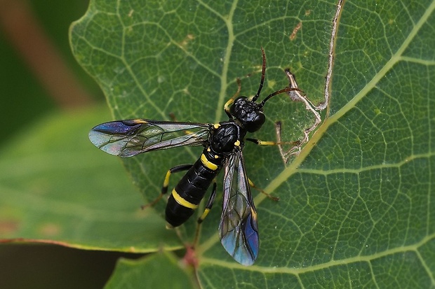 piliarka Allantus togatus (Panzer, 1801)