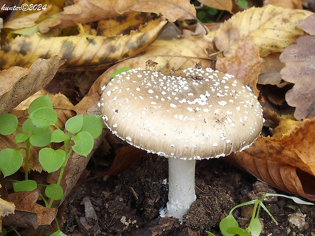 muchotrávka tigrovaná Amanita pantherina (DC.) Krombh.