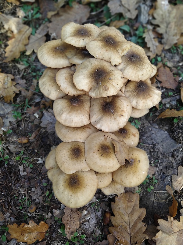 podpňovka Armillaria sp.